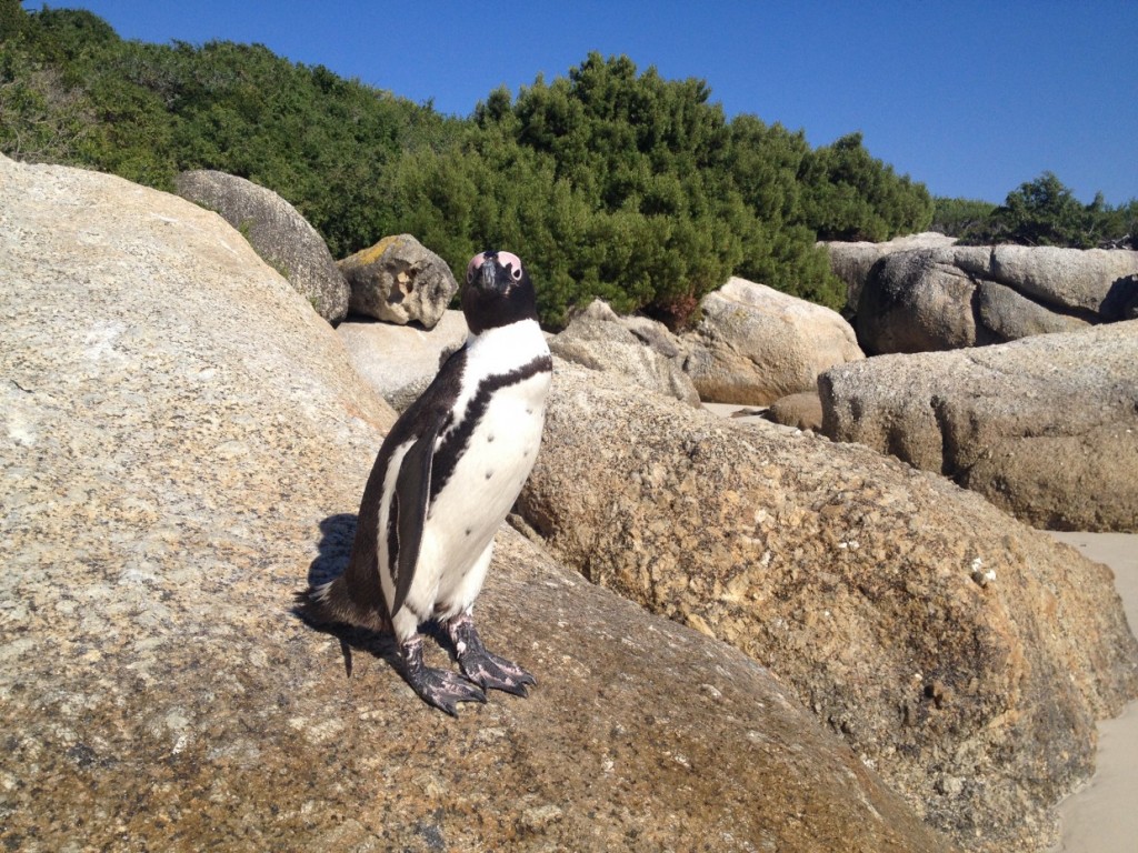 Boulders Beach Penguin