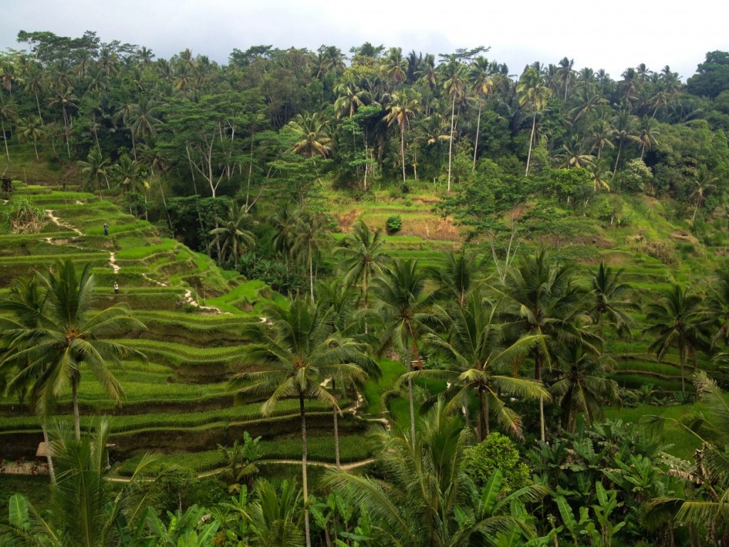 Tegalalang Rice terraces in Bali