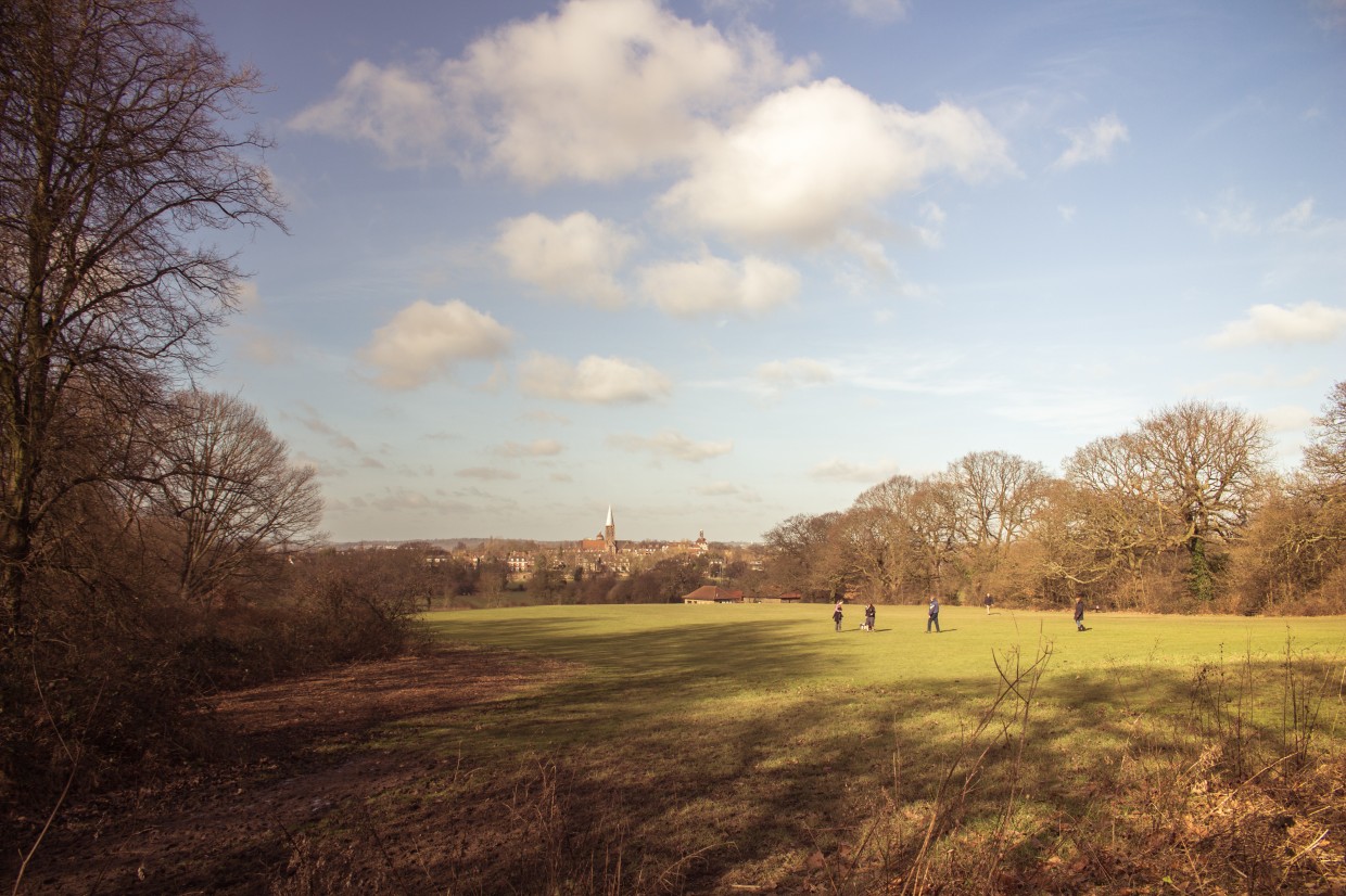 Hampstead Heath Clearing