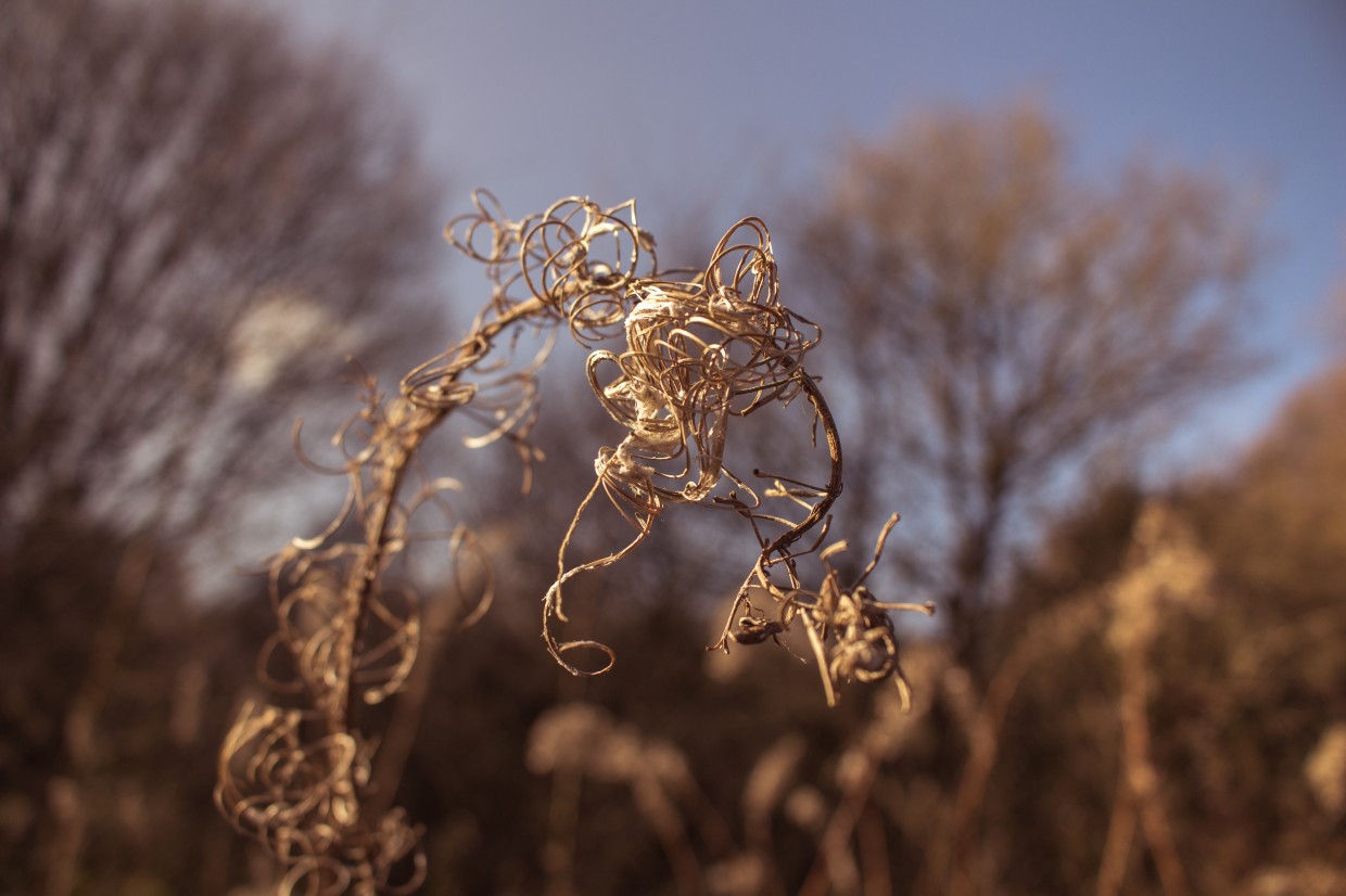 Hampstead Heath detail