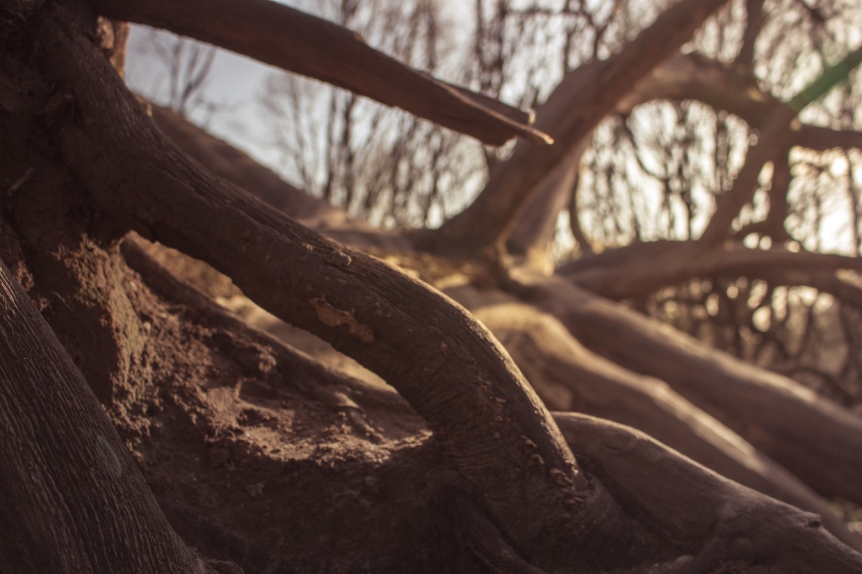 Hampstead Heath fallen tree