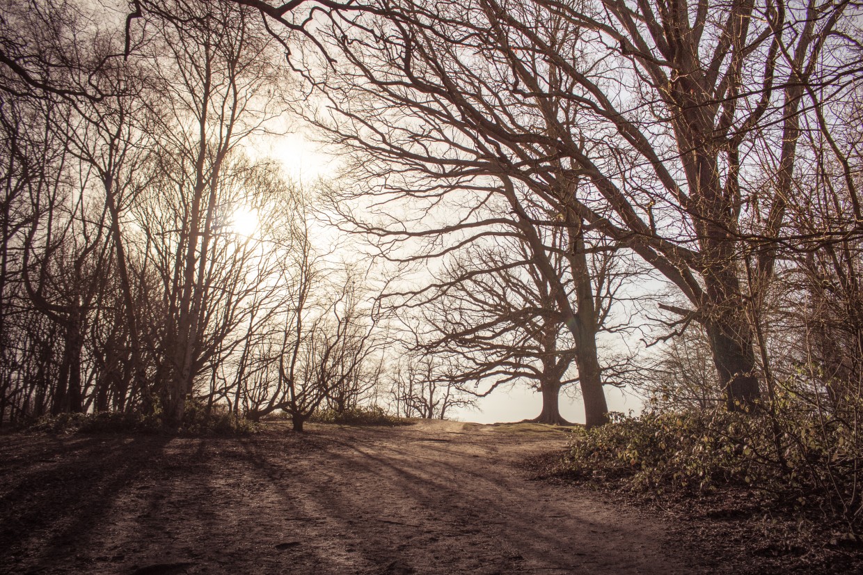 Hampstead Heath hill