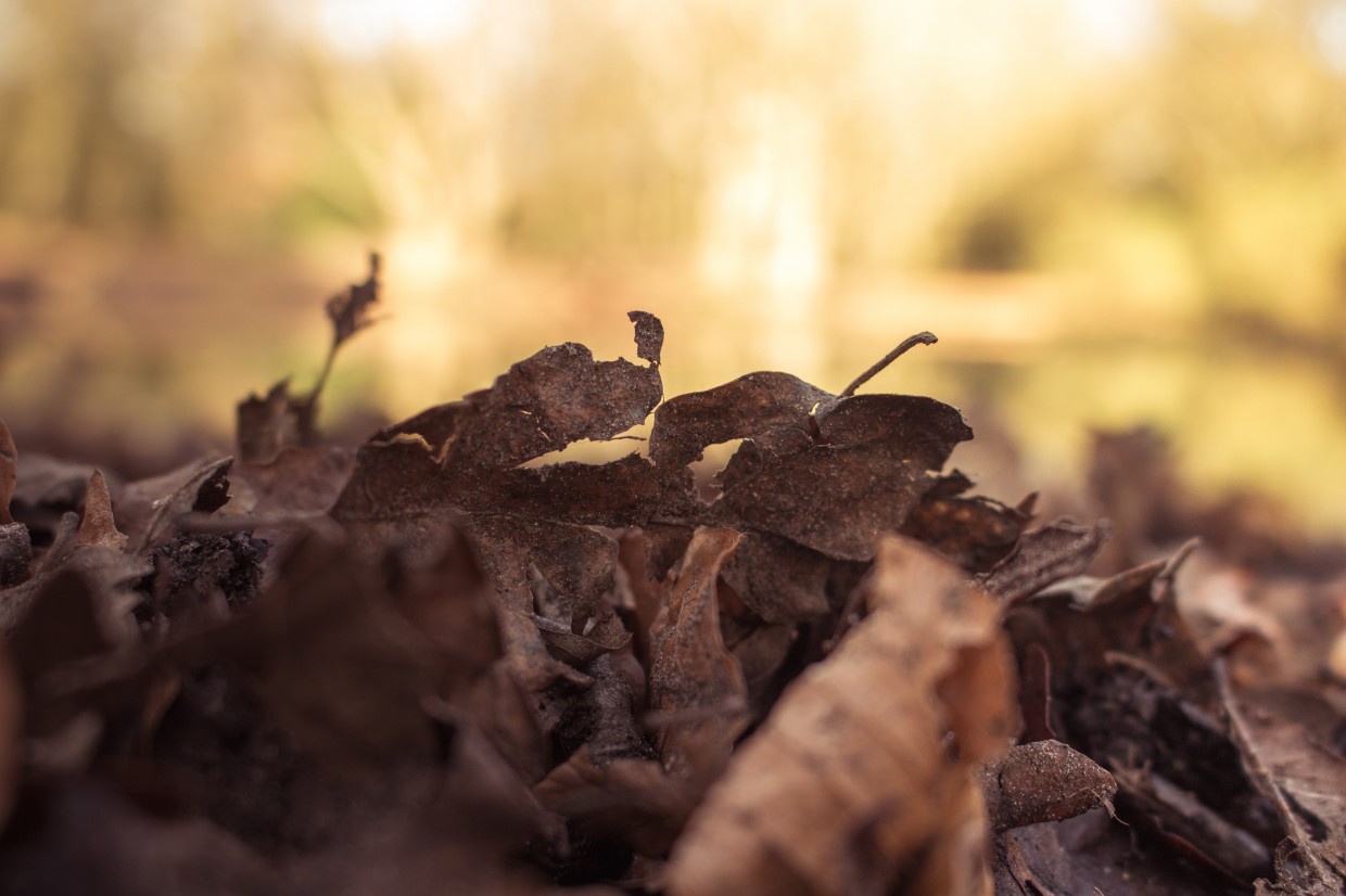 Hampstead Heath Leaves close up