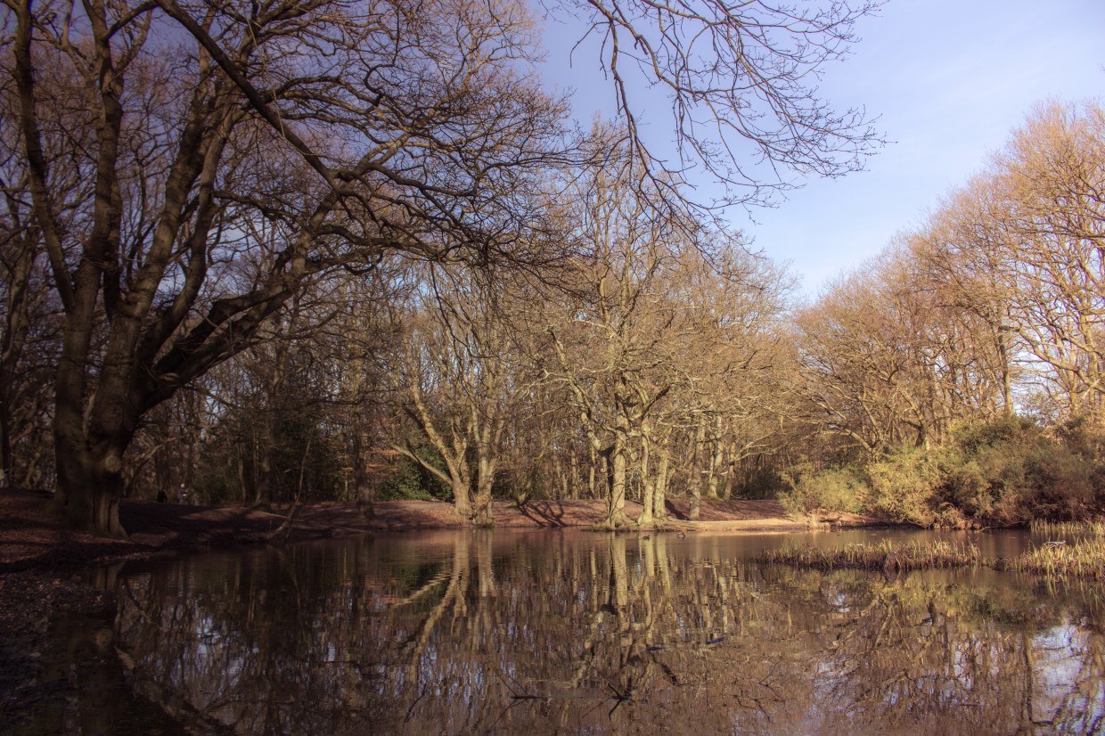Hampstead Heath Pond