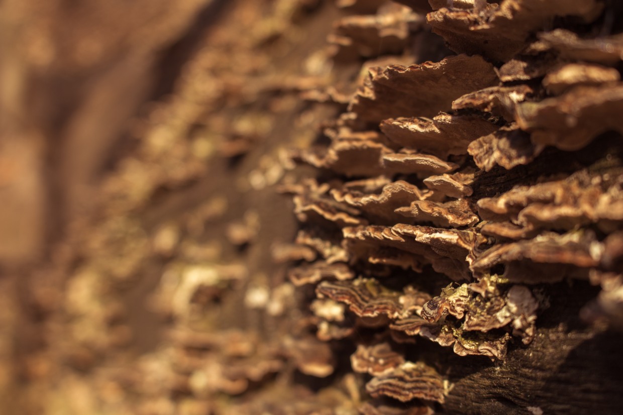 Hampstead Heath tree bark