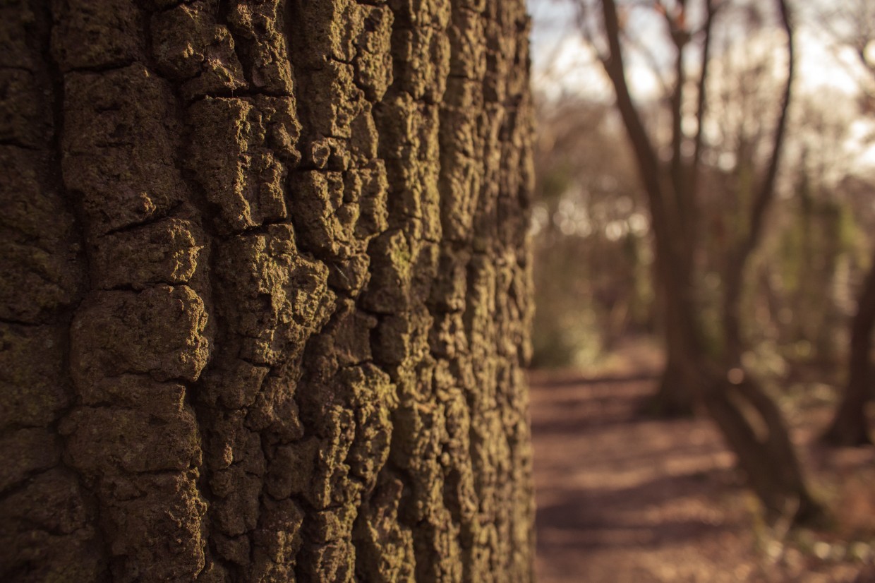 Hampstead Heath tree close-up