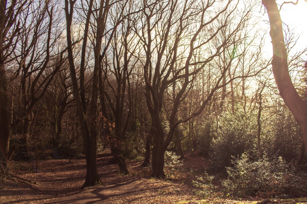 Hampstead Heath trees