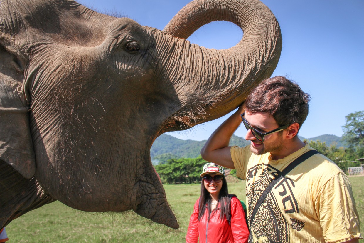 Elephant at the Elephant Nature Park