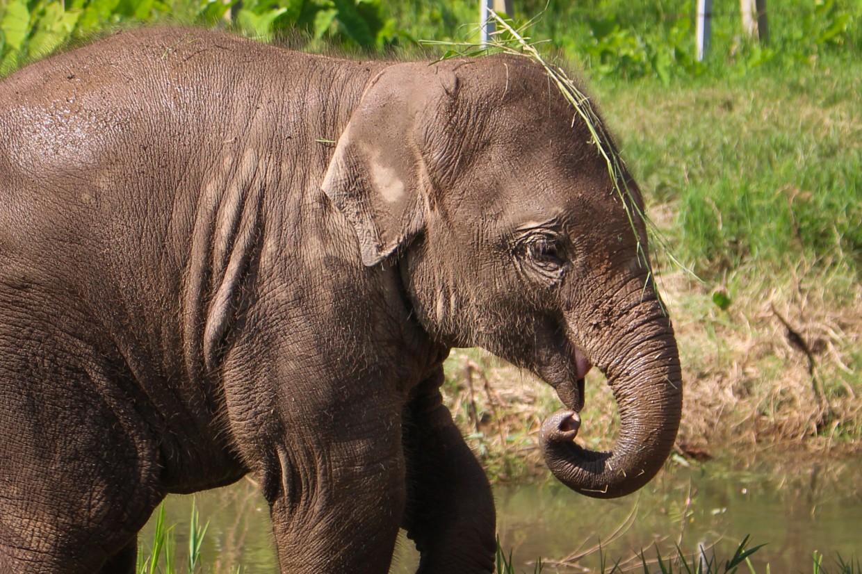 Baby elephant at ENP