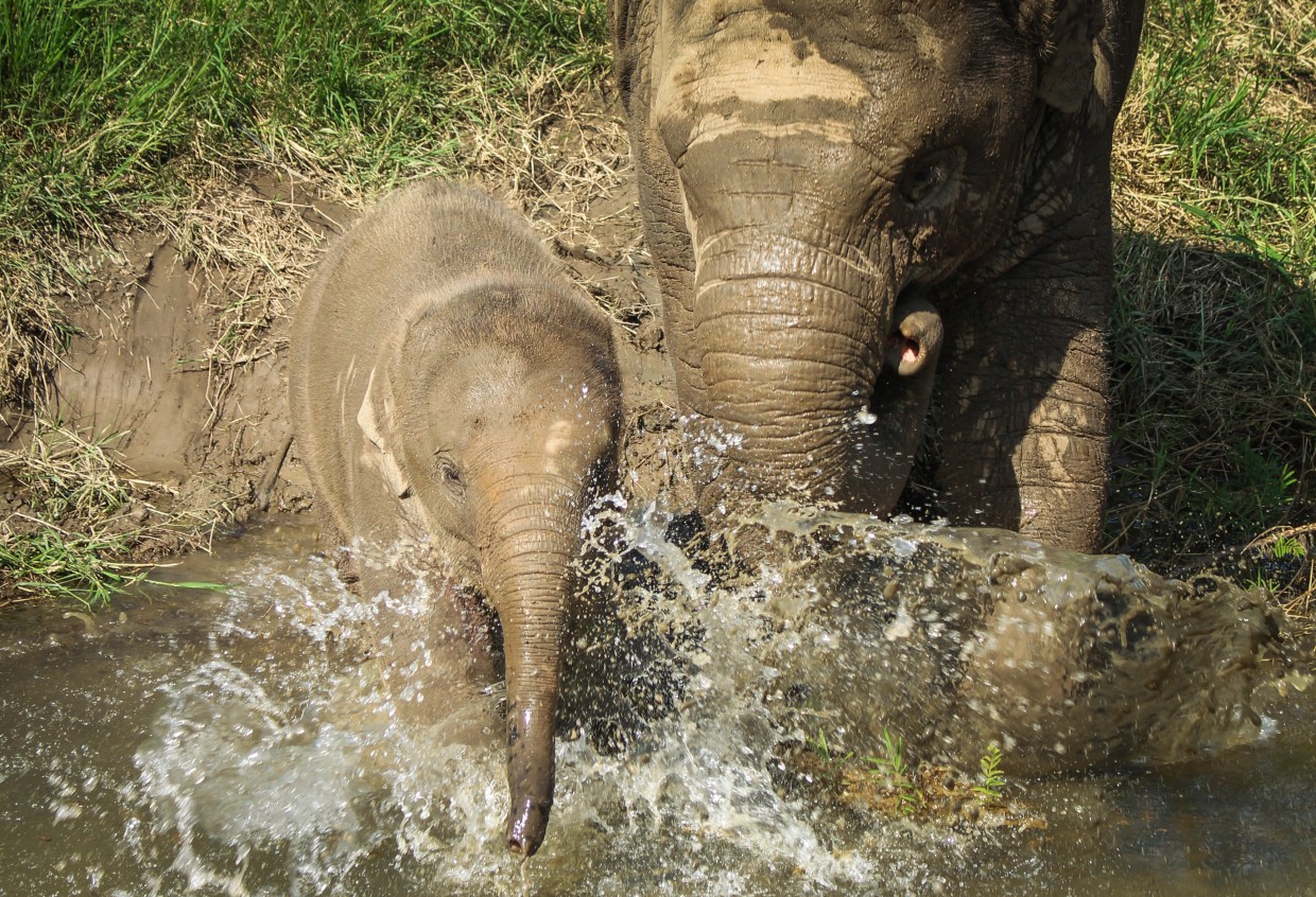 Baby elephant splashing in water