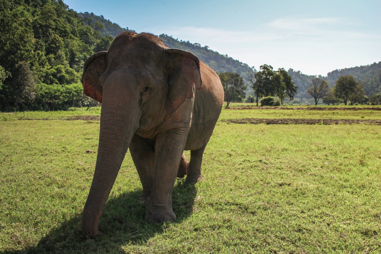 Elephant at ENP