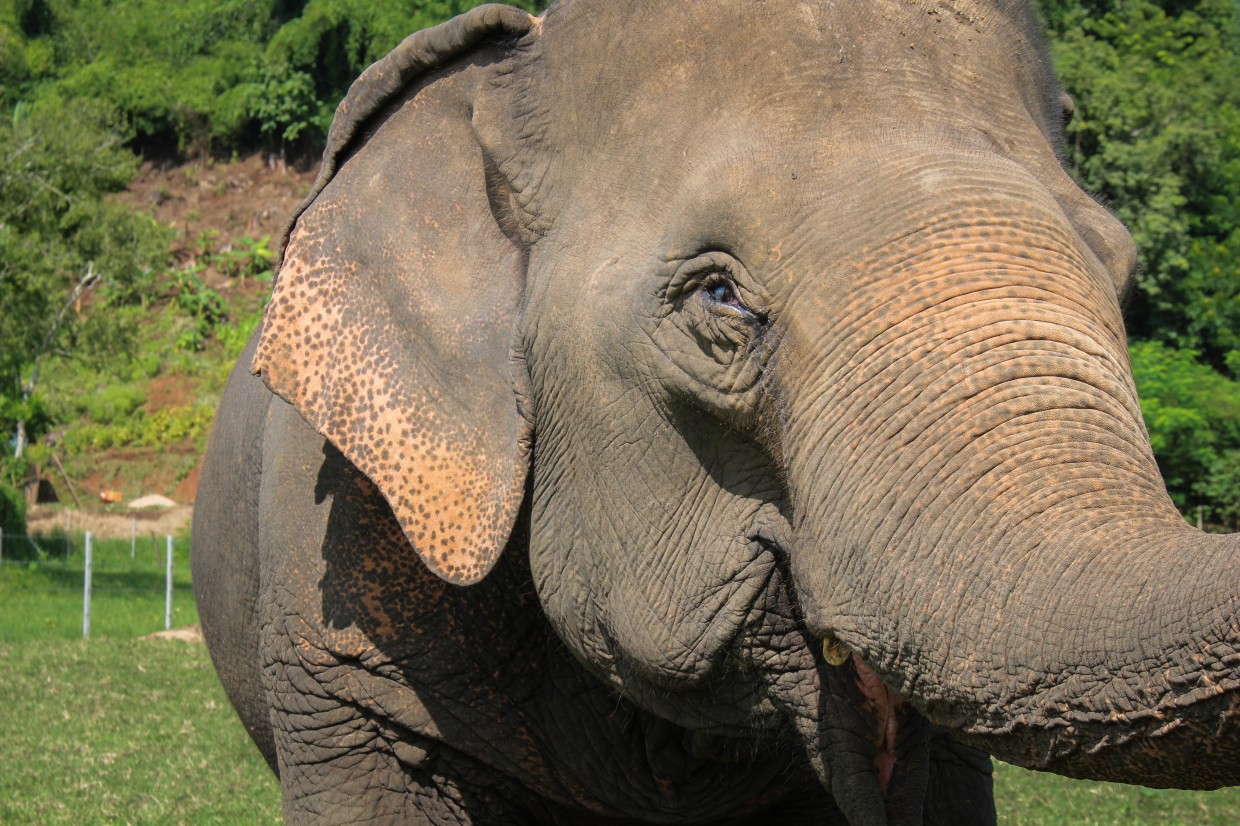 Elephant close-up