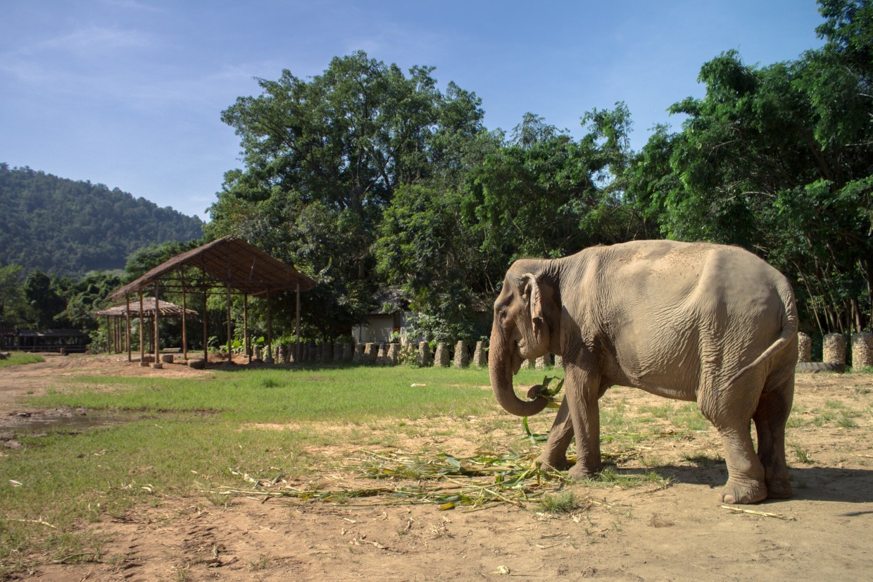 Elephant eating at ENP