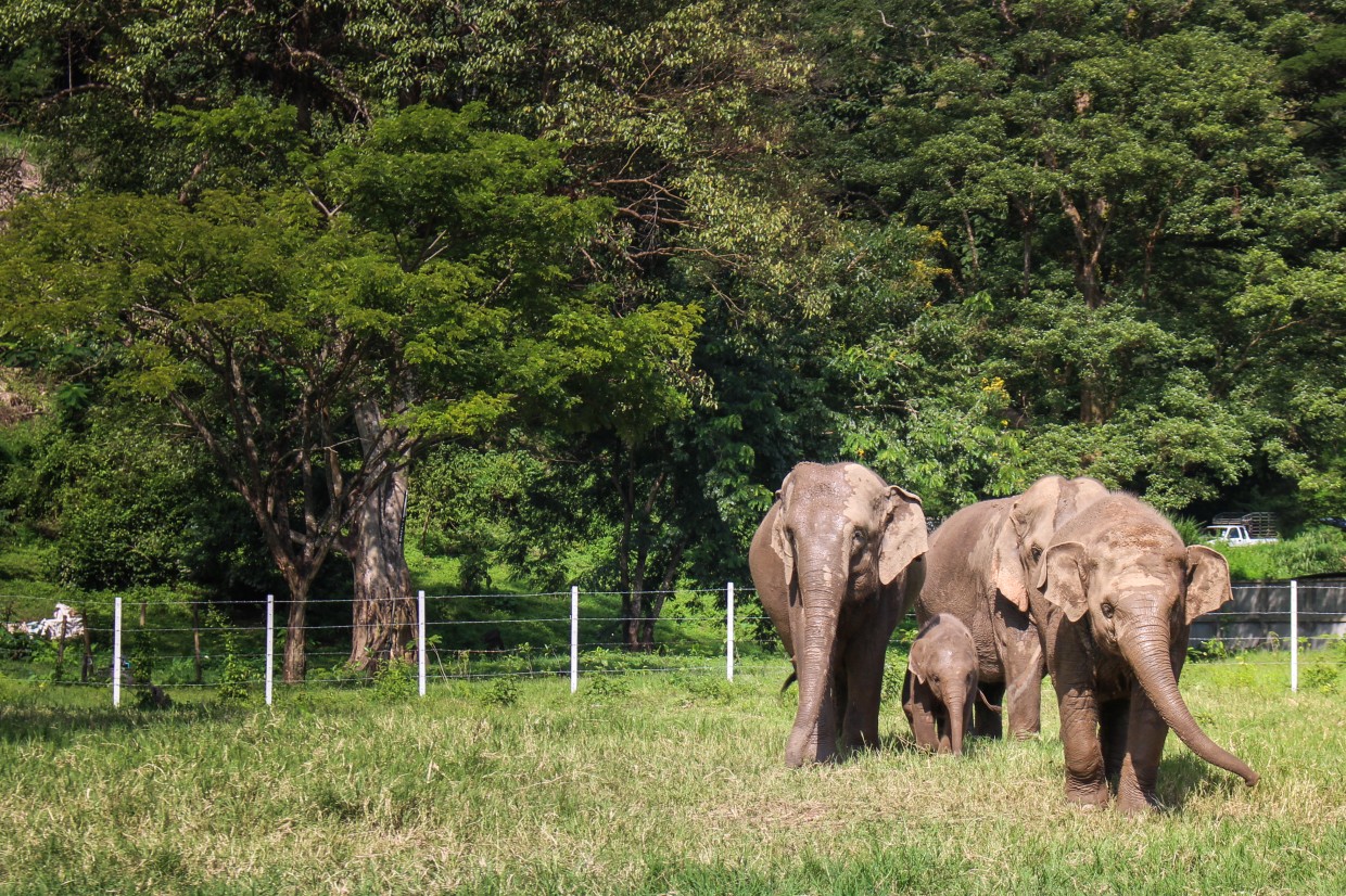 Elephant her at the Elephant Nature Park