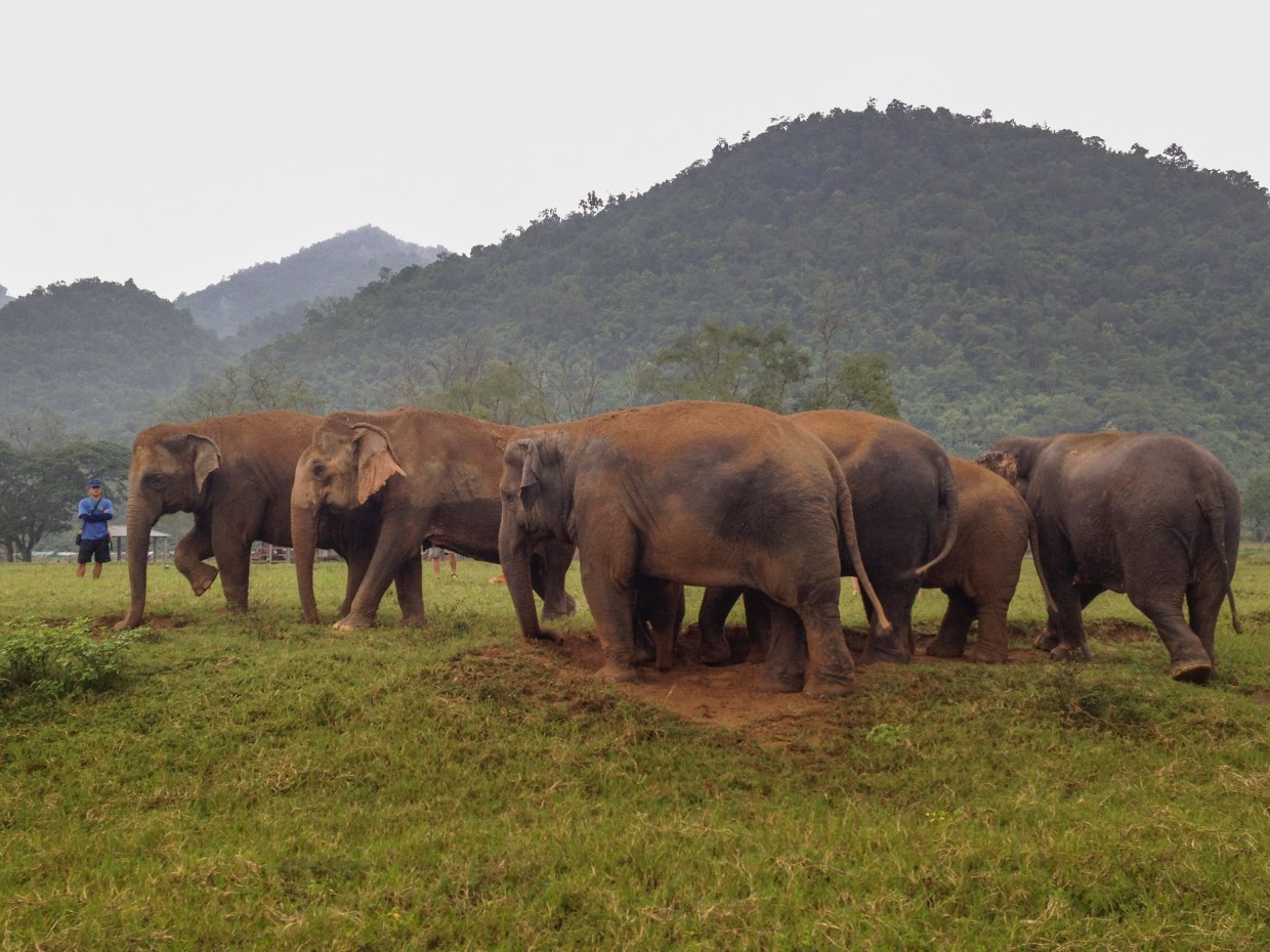 Elephant herd at Elephant Nature Park