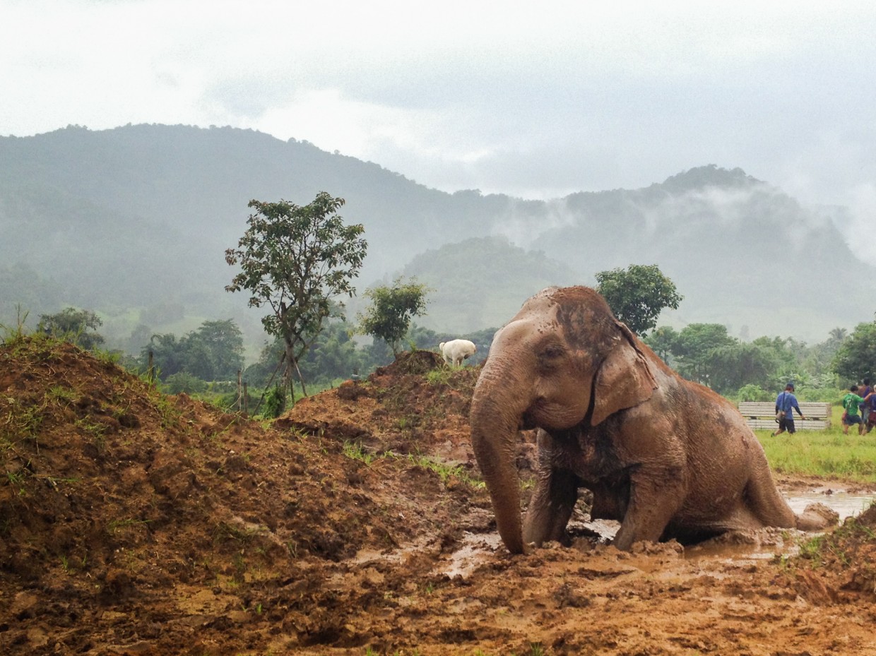 Elephant playing in the mud