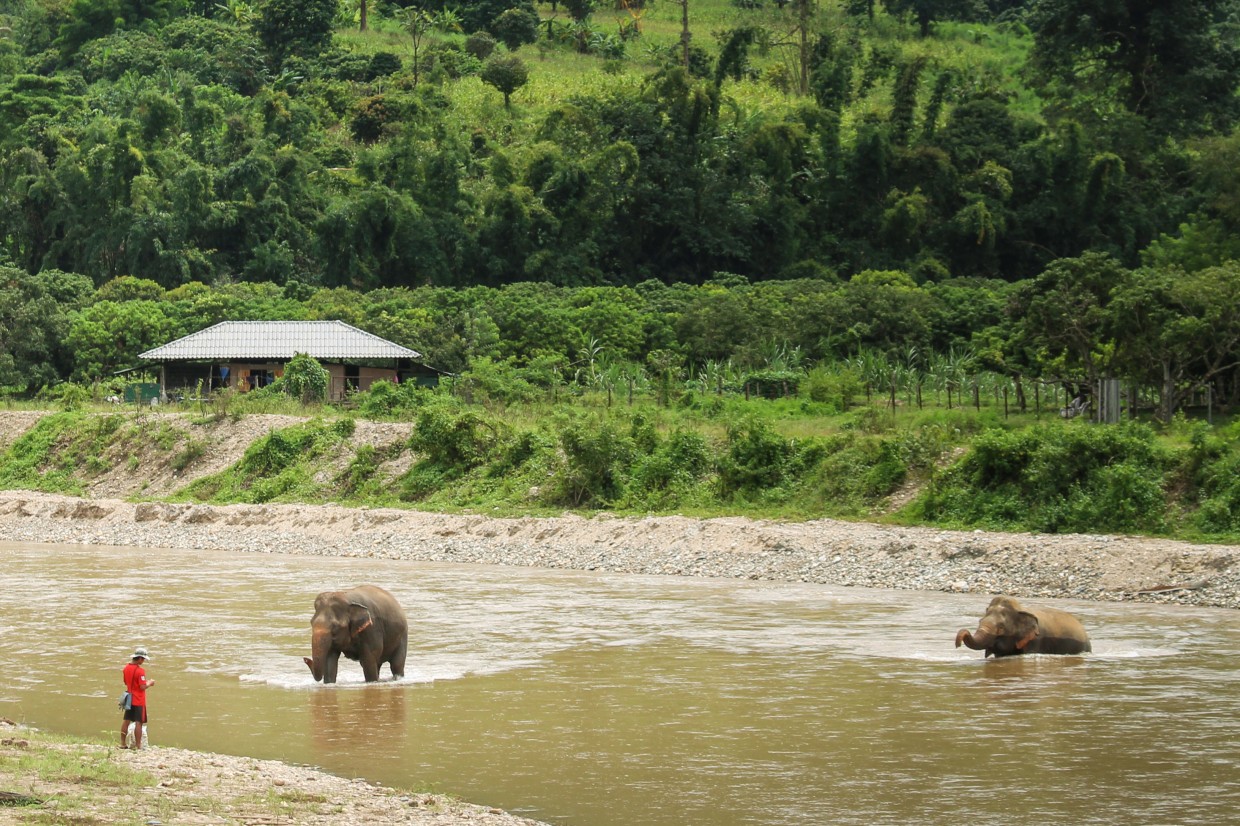 Elephants in river ENP