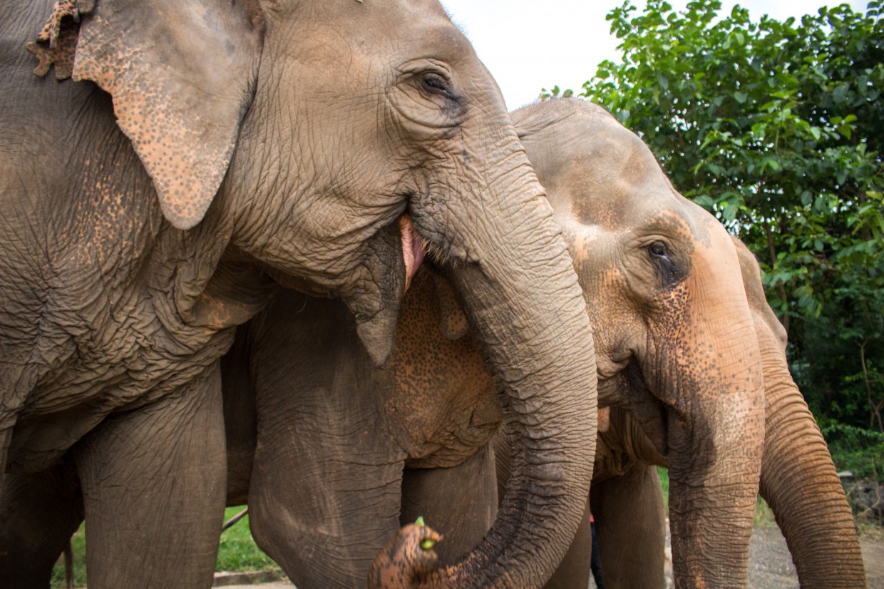 Line of elephants at ENP