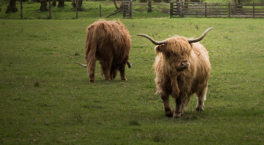 Highland cows in Scotland