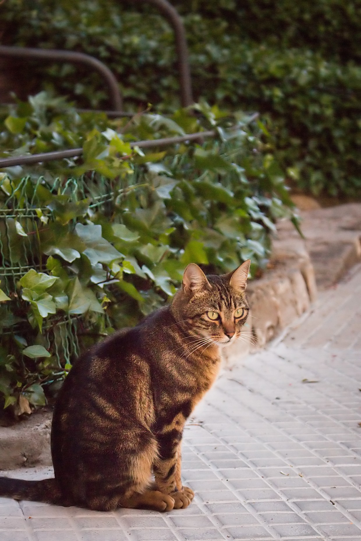 Cat in Baga, Spain