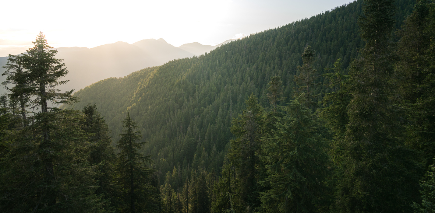 Old Growth Forest Grouse Mountain