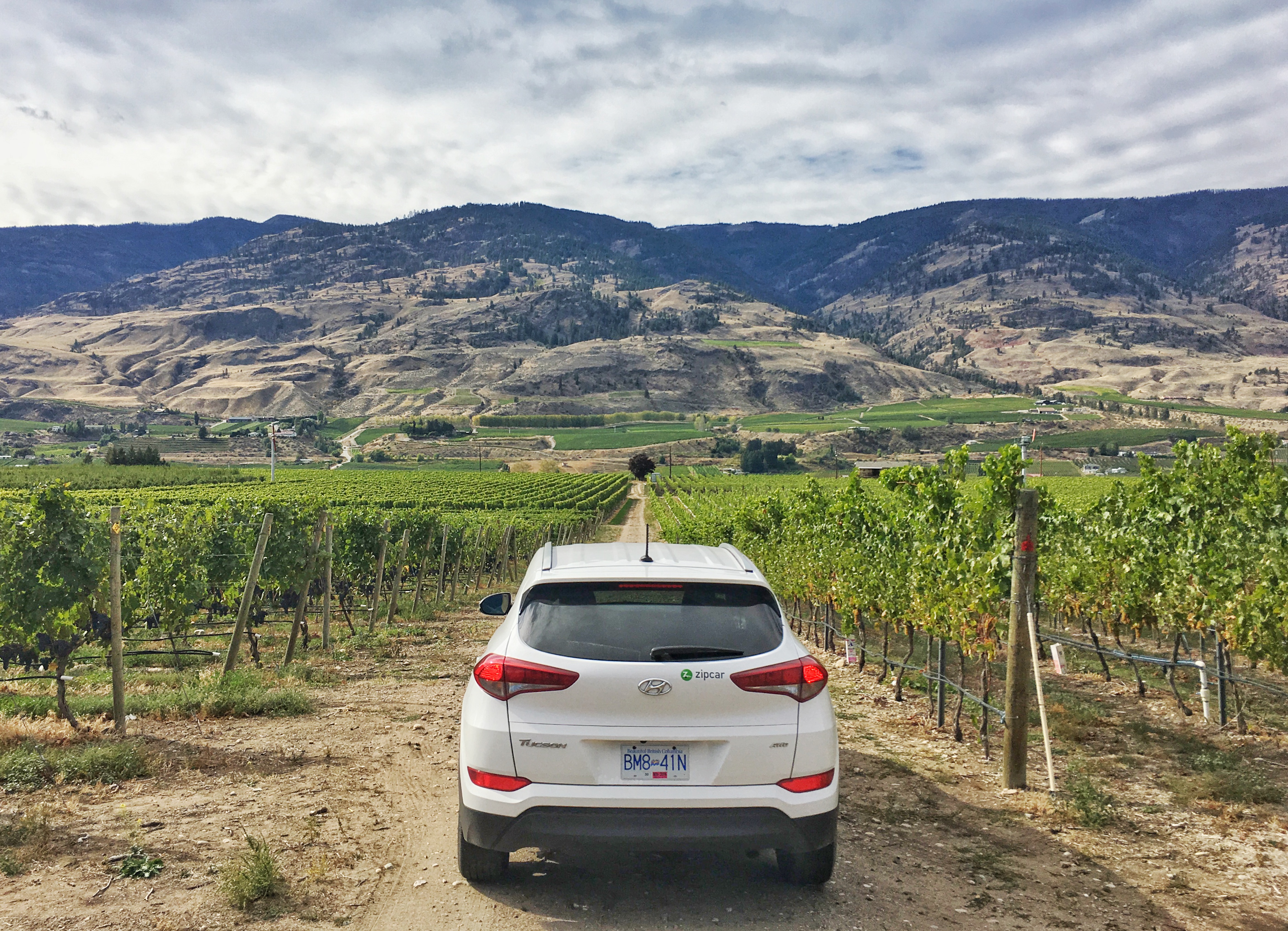 Driving through vineyards