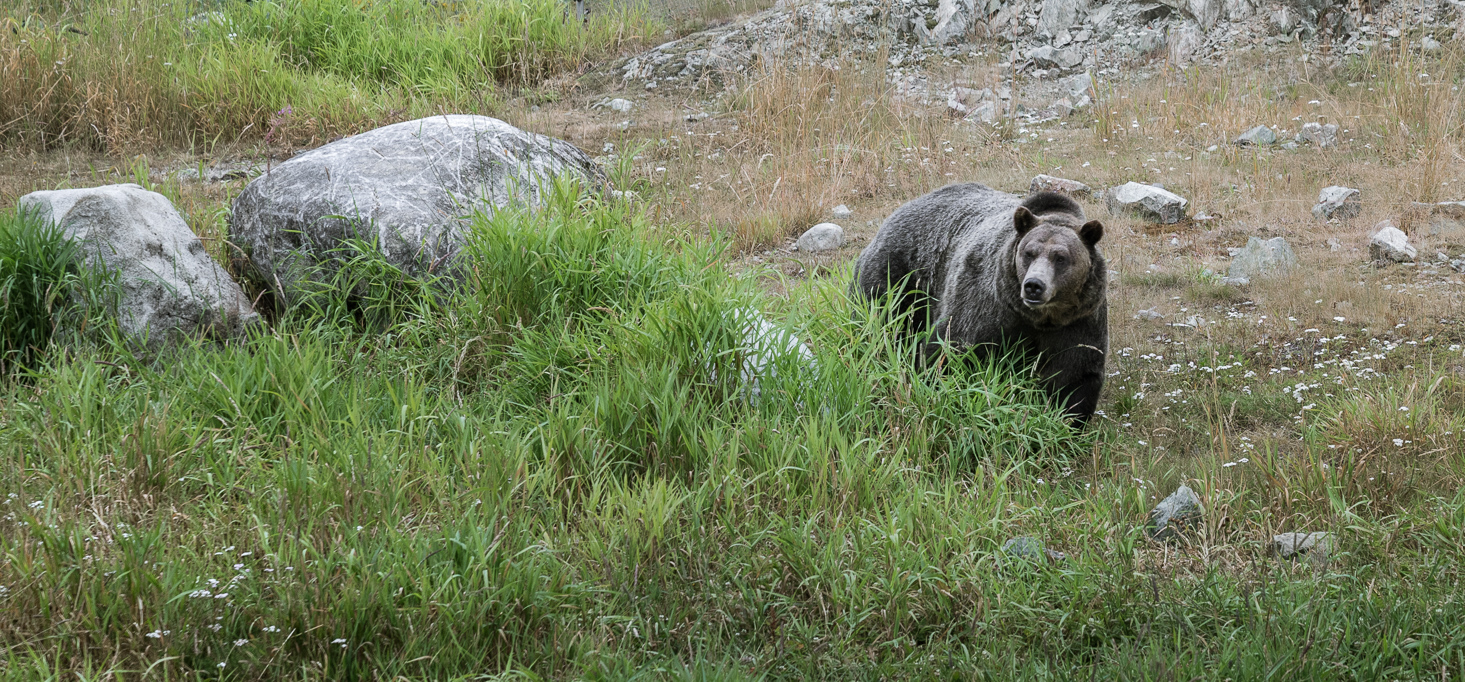 Grizzly Bear Grouse Mountain