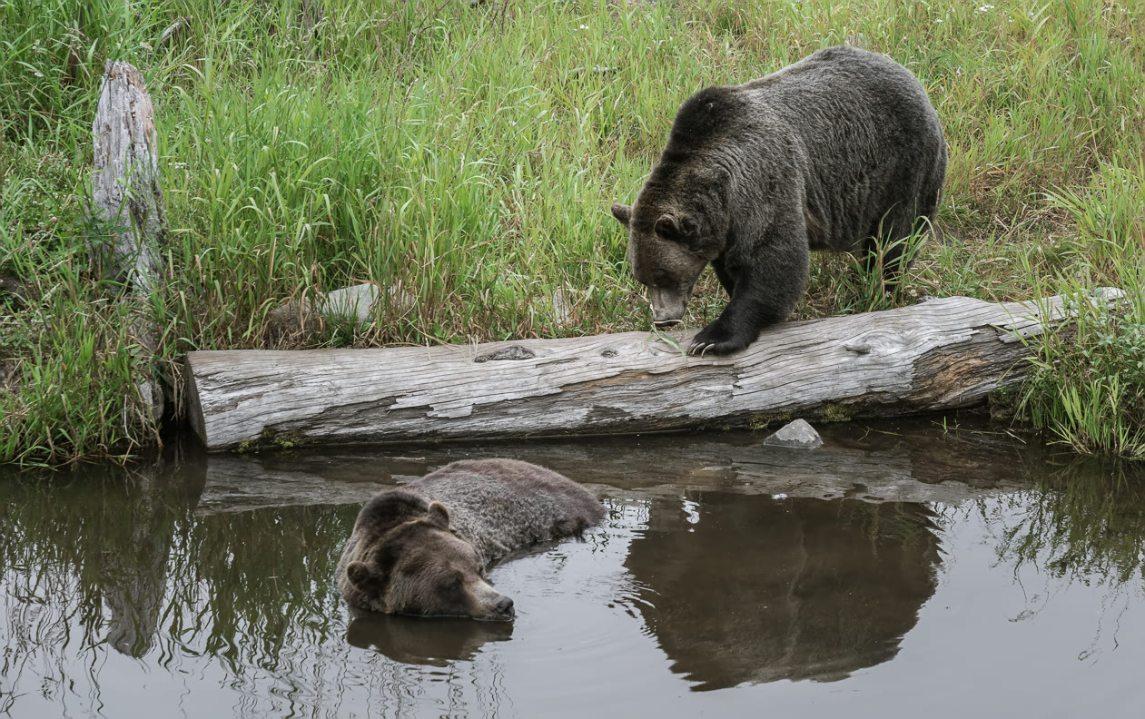 Grizzly bears on Grouse Mountain