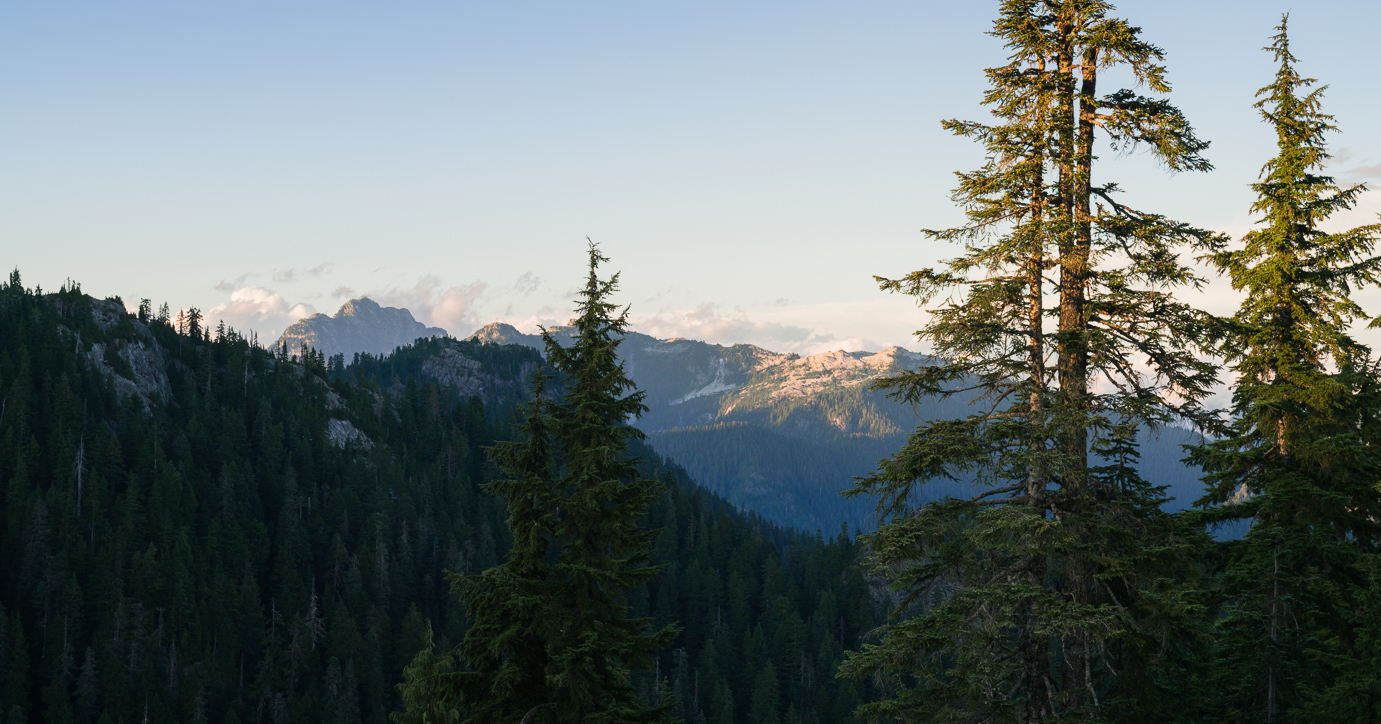 Old growth forest Grouse Mountain top 7 things to do in Vancouver