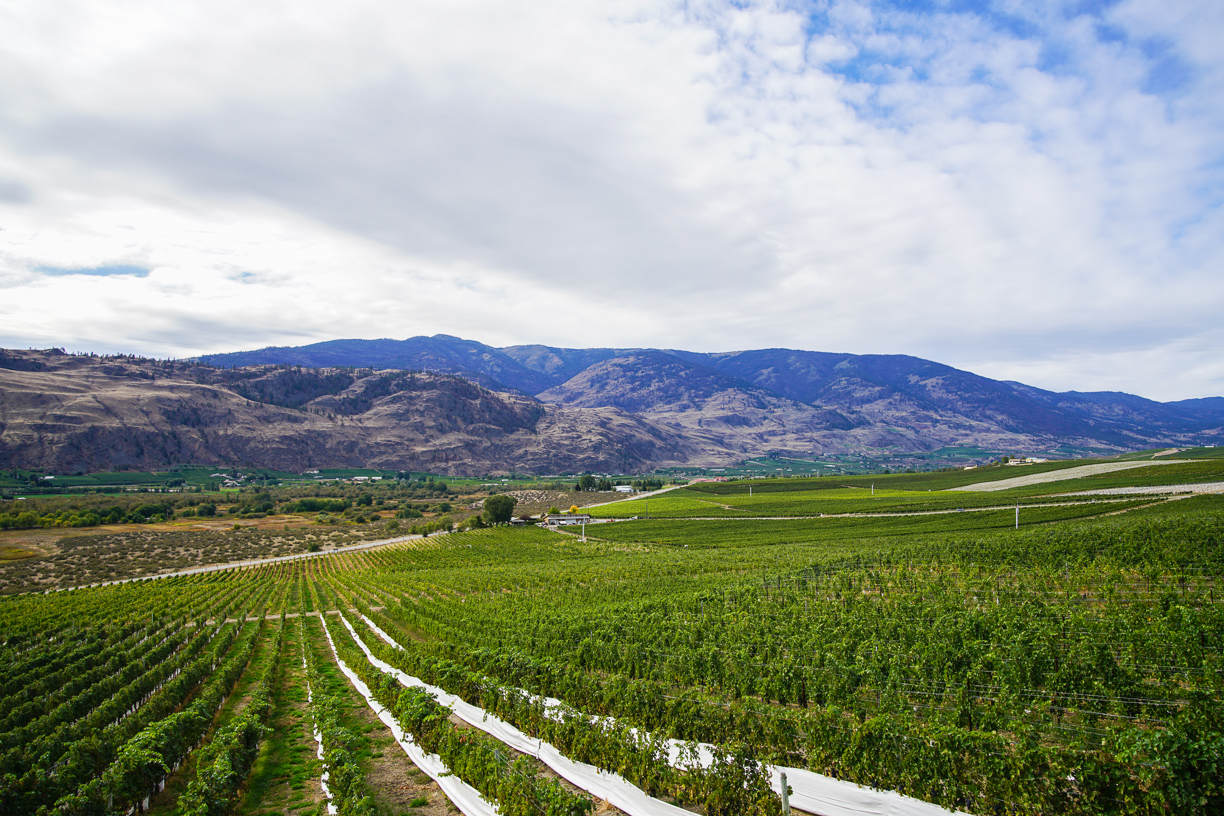 Vineyards in Osoyoos