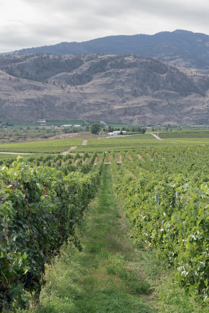 Burrowing Owl vineyards, Osoyoos