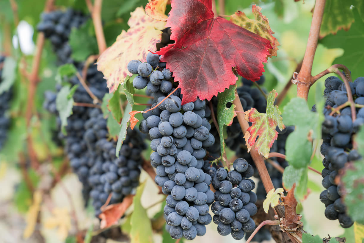 Grapes at Stoneboat Vineyards