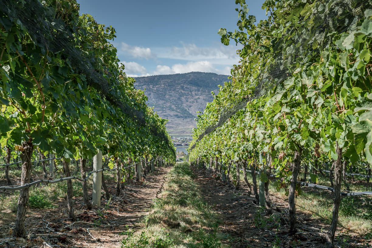 In between the vines, wine tasting Osoyoos wineries