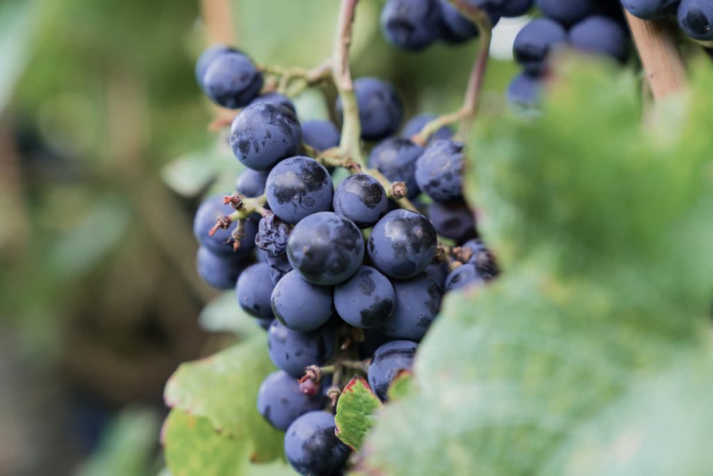 Red grapes