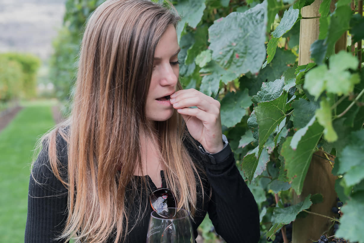 Tasting grape at Tinhorn Creek