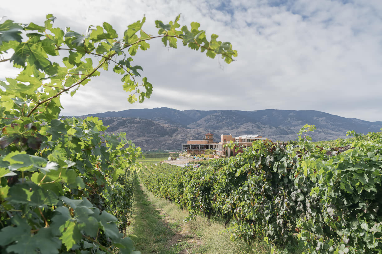 Vineyards at Burrowing Owl