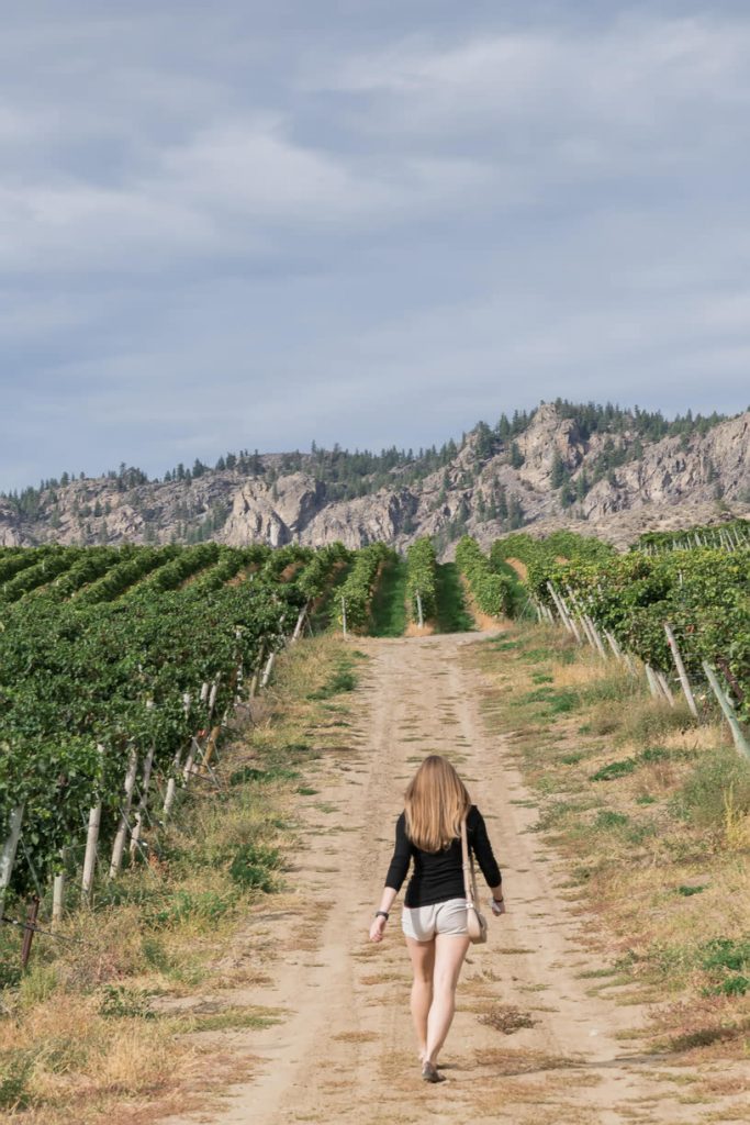 Walking between the vineyards of Burrowing Owl