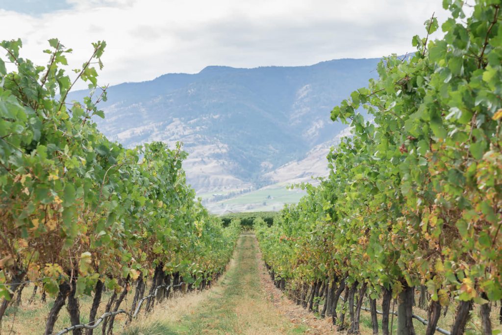 Wine tasting in Osoyoos wineries