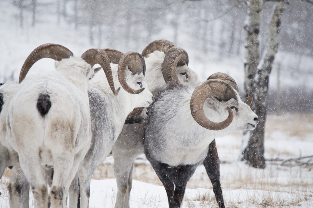 Tinhorn Sheep at Yukon Wildlife Preserve