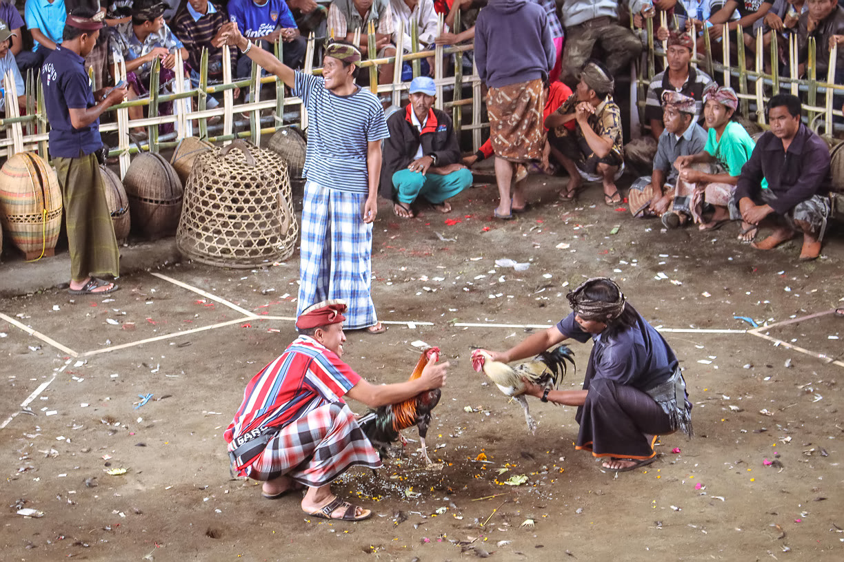 Balinese Cockfight