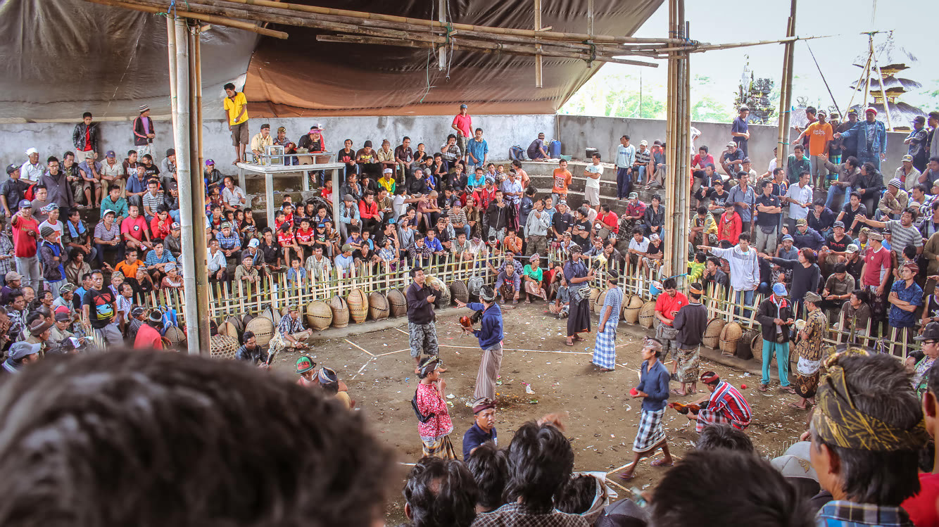 Cockfighting arena, Cockfighting Bali