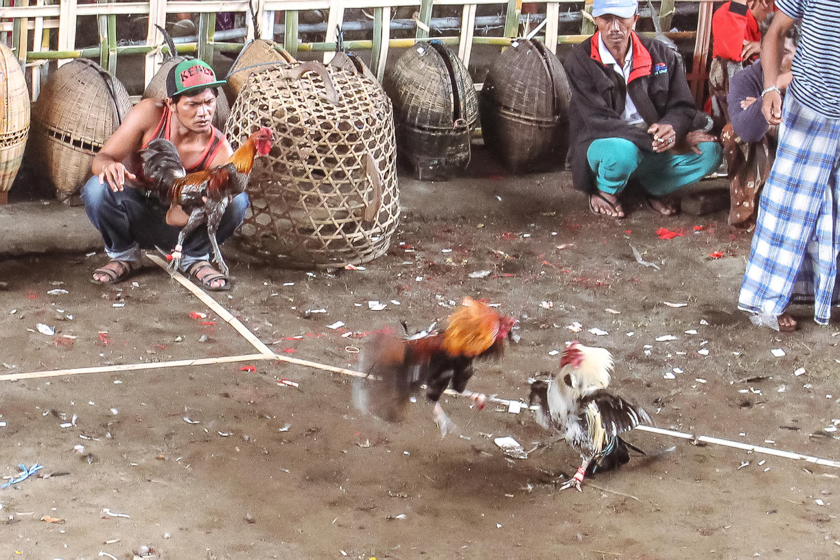 Cockfighting Bali, Fighting pit