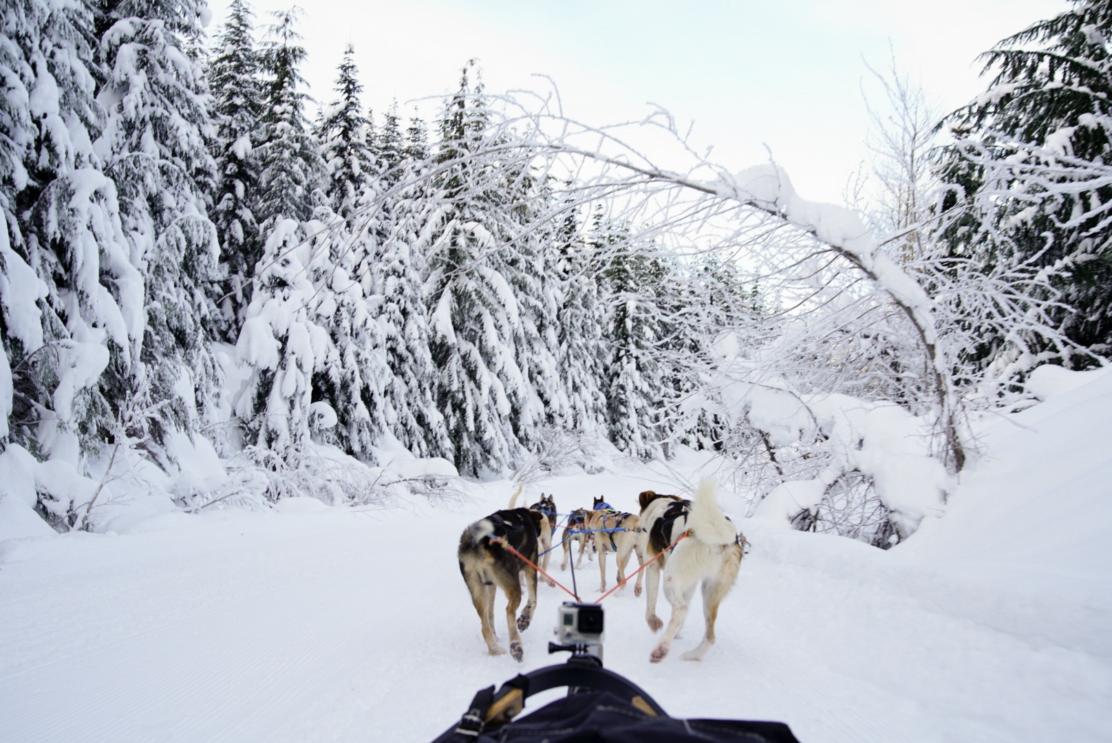 Dog sledding in Whistler