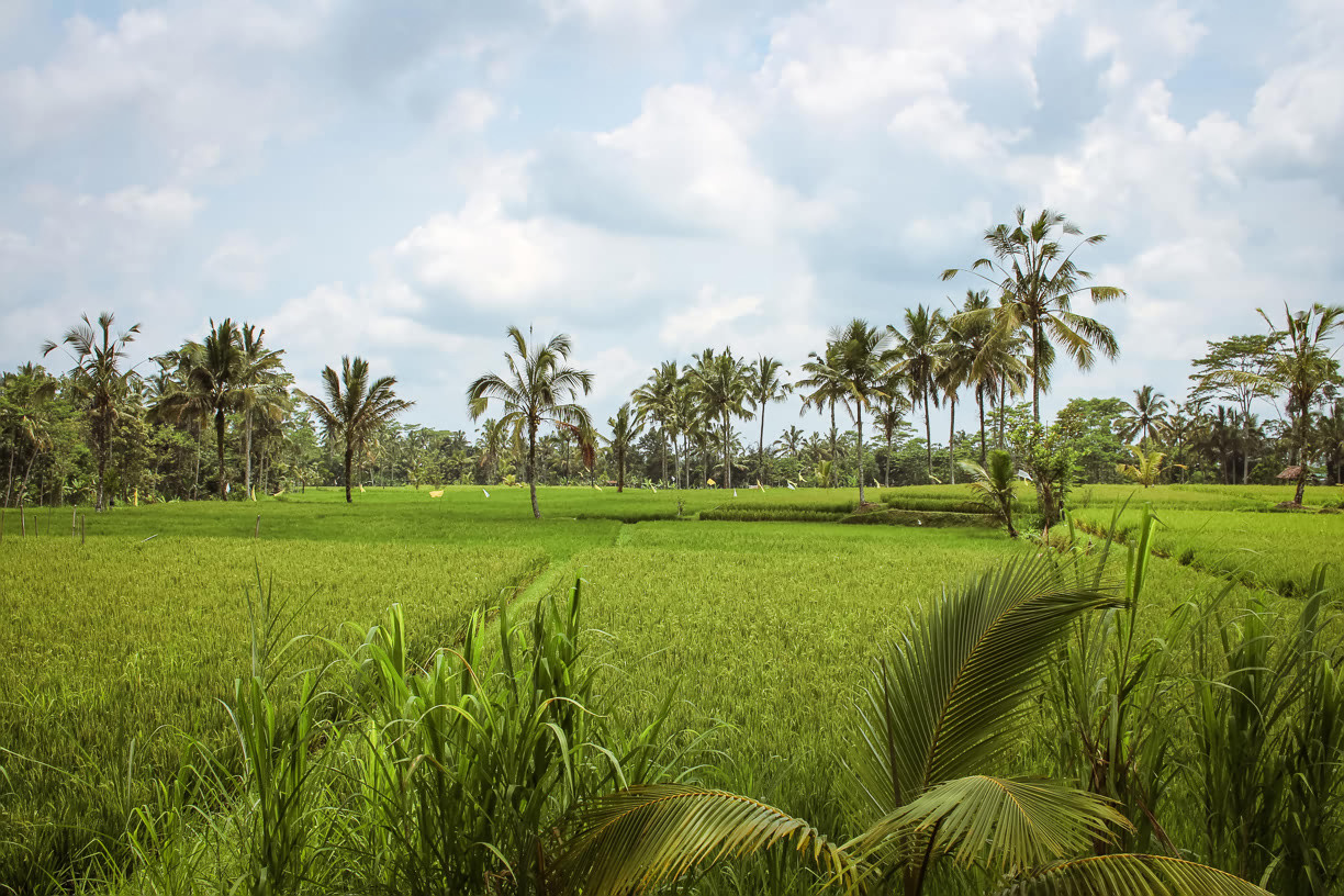 Rice fields Ubud Bali
