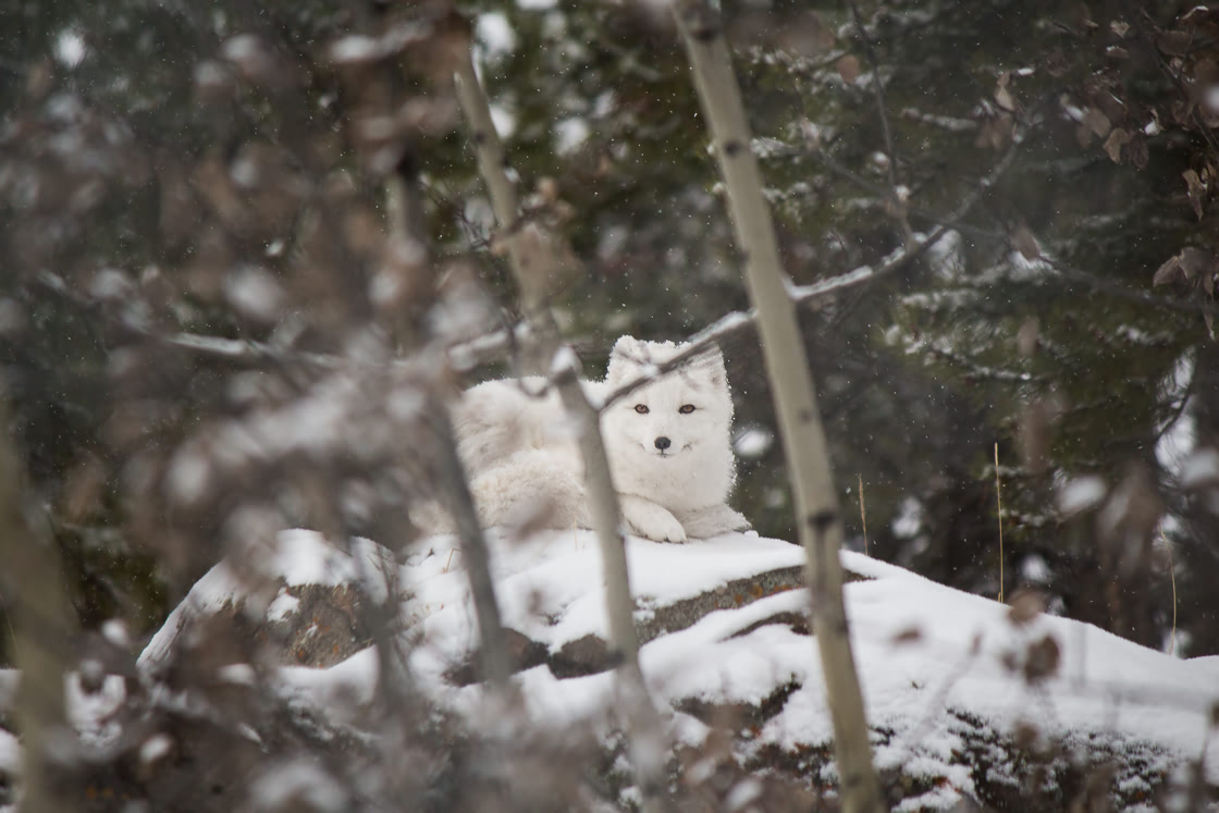 Arctic fox relaxing at the Yukon Wildllife Preserve