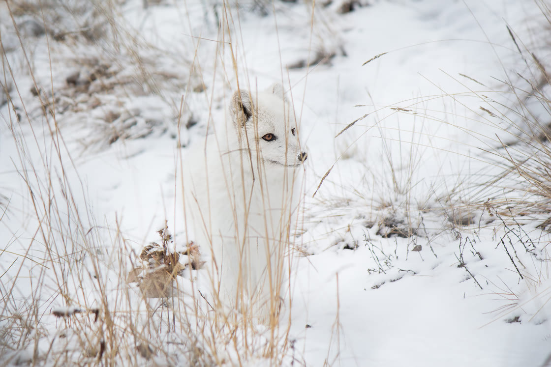 Arctic Fox deciding what to do at the Yukon Wildllife Preserve