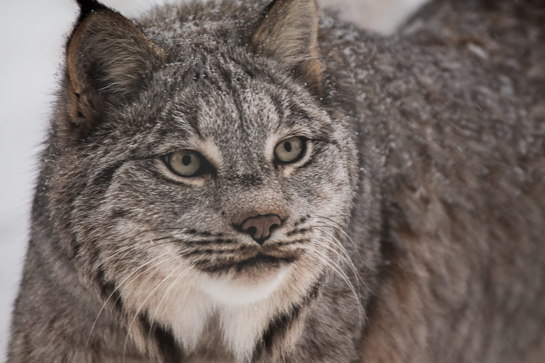 Close up of lynx at the Yukon Wildllife Preserve