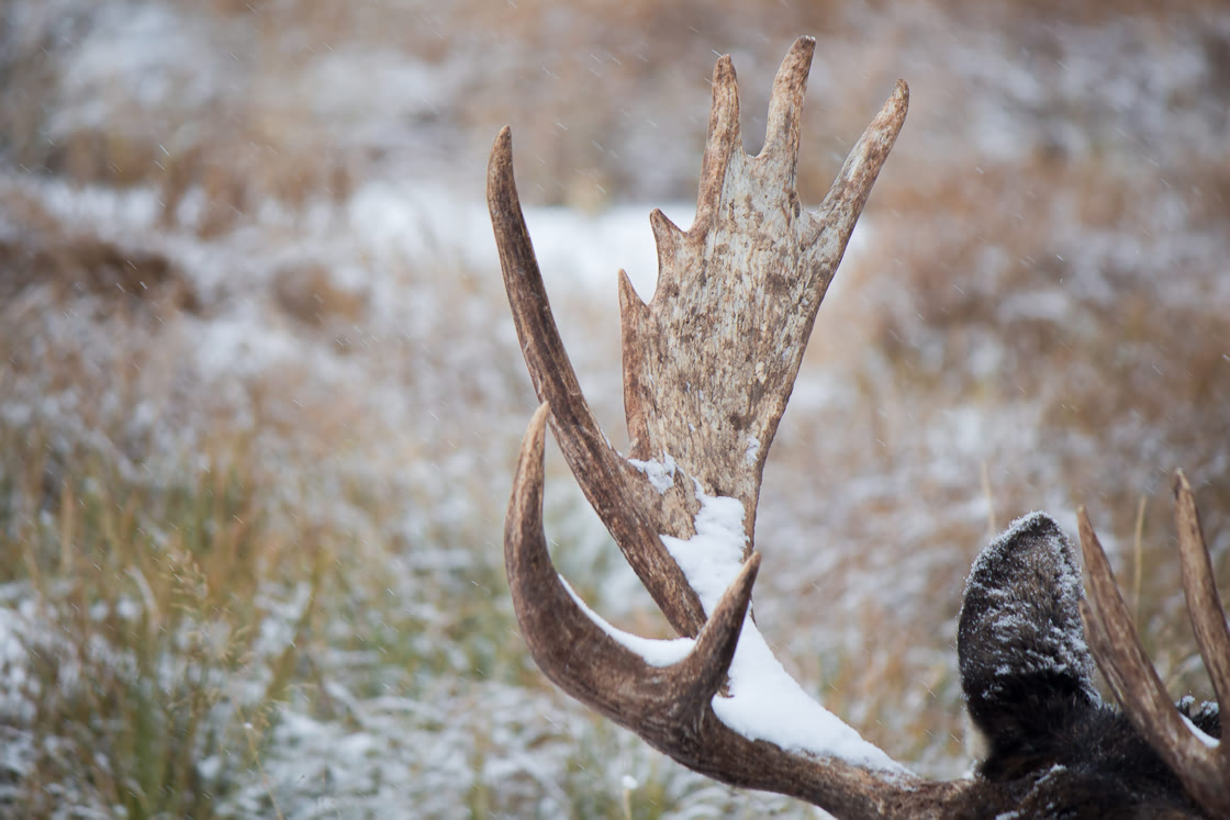 Close up of Moose antlers