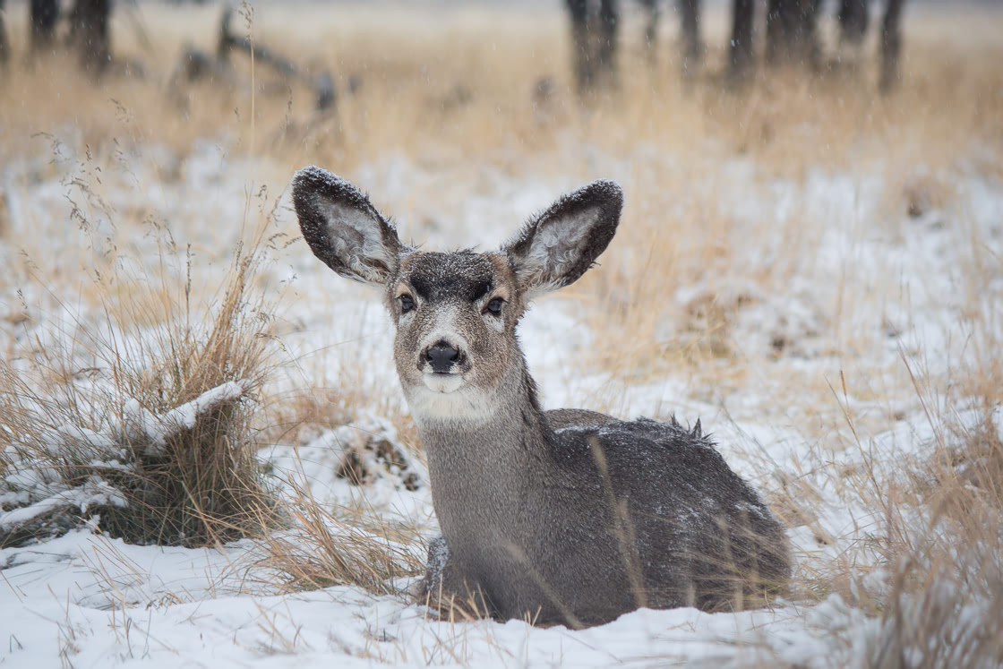 Curious Mule Deer at the Yukon Wildllife Preserve