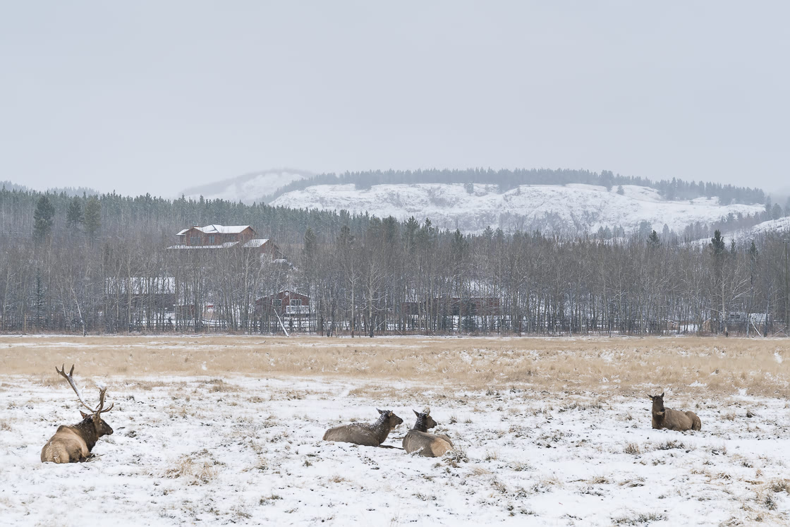 Elk at the Yukon Wildlife Preserve